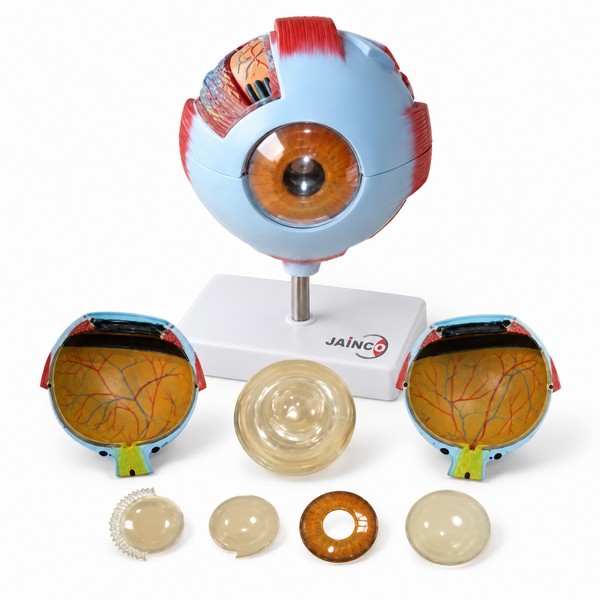 Eye Model